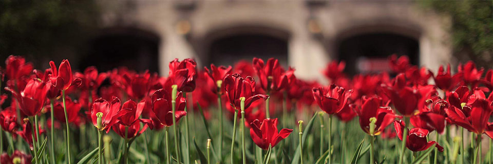 Red tulips bloom in front of the Indiana Memorial Union.